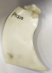[P11210] FAN LEAF